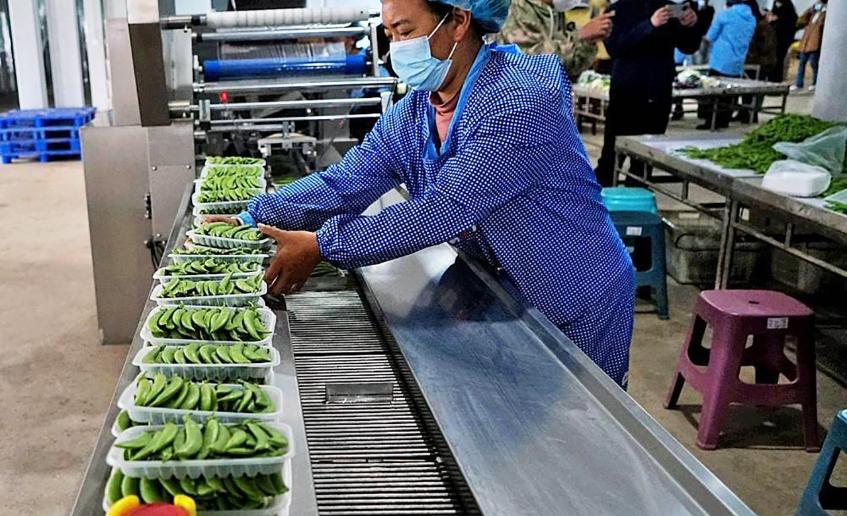 蔬菜分拣员在蔬菜分拣流水线自动化中的工作内容